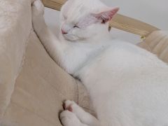 -Heymao猫咖.咖啡厅(东门店)