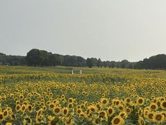 -苏州湾体育公园
