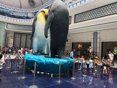 -帝企鹅自助餐厅•儿童岛•真企鹅(长隆企鹅酒店)