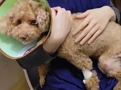 -瑞派天宁宠物医院·猫科·异宠中心