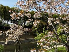 -羊山湖公园