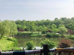 -大塘金香草谷