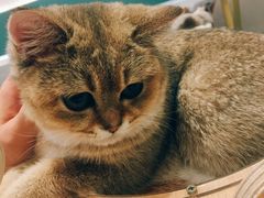 -飞行喵MR PILOT|猫舍·猫咖(静安大融城店)