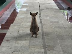 -ခြောက်ထပ်ကြီးရွှေသာလျောင်းဘုရားကြီး