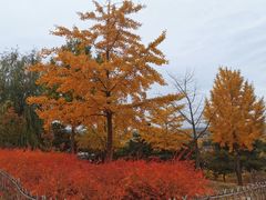 -北京西山国家森林公园