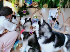 -Husky Go! 哈士奇体验馆·宠物咖啡厅狗咖
