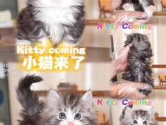 -小猫来了·猫舍(红山六九七九店)