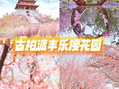 -古柏渡丰乐樱花园