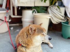 -是阿柴呀！柴犬咖啡·爱喵喵猫咖