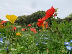 -上海共青森林公园