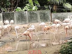 -深圳野生动物园