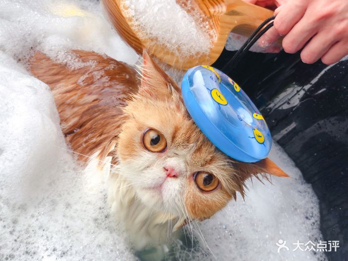 pony pet shop 小马儿宠物猫咪慕斯泡泡spa图片 - 第641张