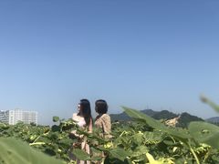 -光明小镇欢乐田园