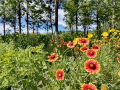 -永定河休闲森林公园