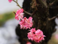 -上海吴淞炮台湾国家湿地公园