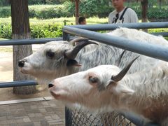 -长白岛森林公园