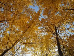 -森林公园(尖草坪区)