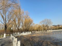 -莲花池公园