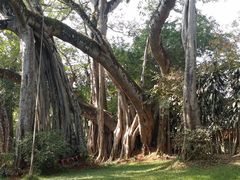 -瑞丽独树成林风景区