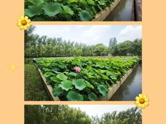 -滕州微山湖红荷湿地景区