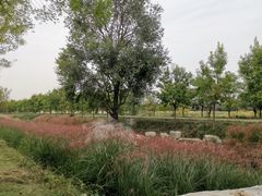 -东郊湿地公园