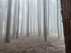 -武陵山森林公园