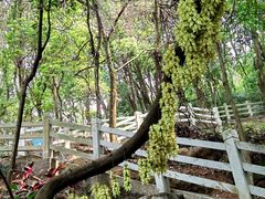 -天鹿湖森林公园