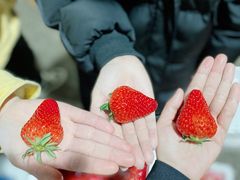 -菜园坝水果市场