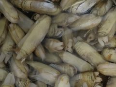 -宾朋海鲜特色美食餐厅·纯手工鲅鱼水饺(兴海路店)