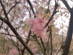 -南山植物园