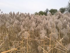 -野鸭湖国家湿地公园