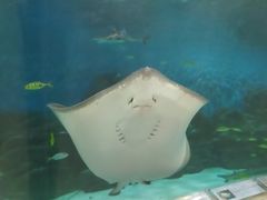 -苏州海洋馆
