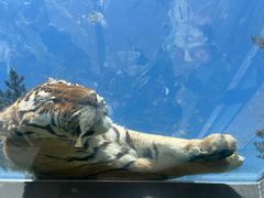 -西霞口神雕山野生动物世界