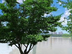 -南京维景国际大酒店(南京博物院店)