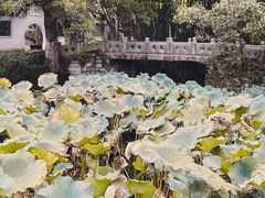 -水绘园