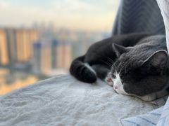 -关爱宠物医院·猫科中心·消化科(滨湖万达分院)