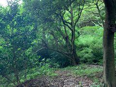 -普陀山风景区-佛顶山