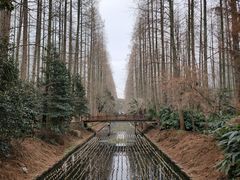 -东平国家森林公园