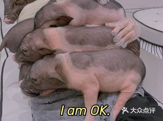 独自去撸猪猪 被包围的感觉也太幸福了