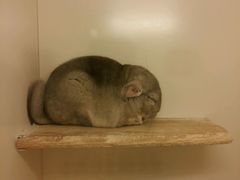 -龙猫仔乐园(惠福东路店)