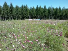 -塞罕坝国家级自然保护区