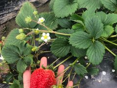 -胜丰草莓采摘园