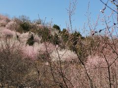 -北京西山国家森林公园