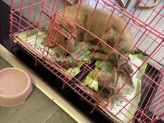 -万博宠物医院·手术·诊疗(未央凤城五路店)