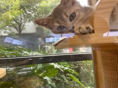 -鼎级派宠物(中南店)