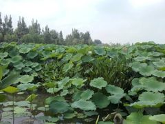 -三圣花乡旅游区