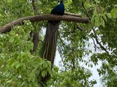 -J Create城市露营咖啡·简餐·宠物(上海动物园店)