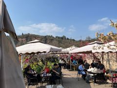 -桃源山庄·水蜜桃采摘·柴火鸡·烧烤团建(龙泉山店)