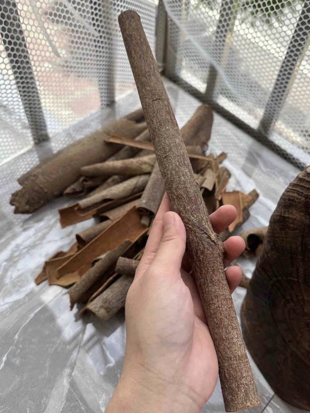 这破树皮确定能生财?