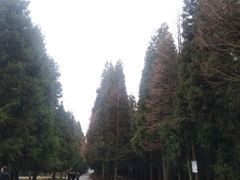 -武陵山森林公园